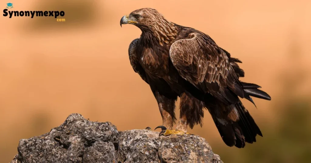 Lesser Spotted Eagle